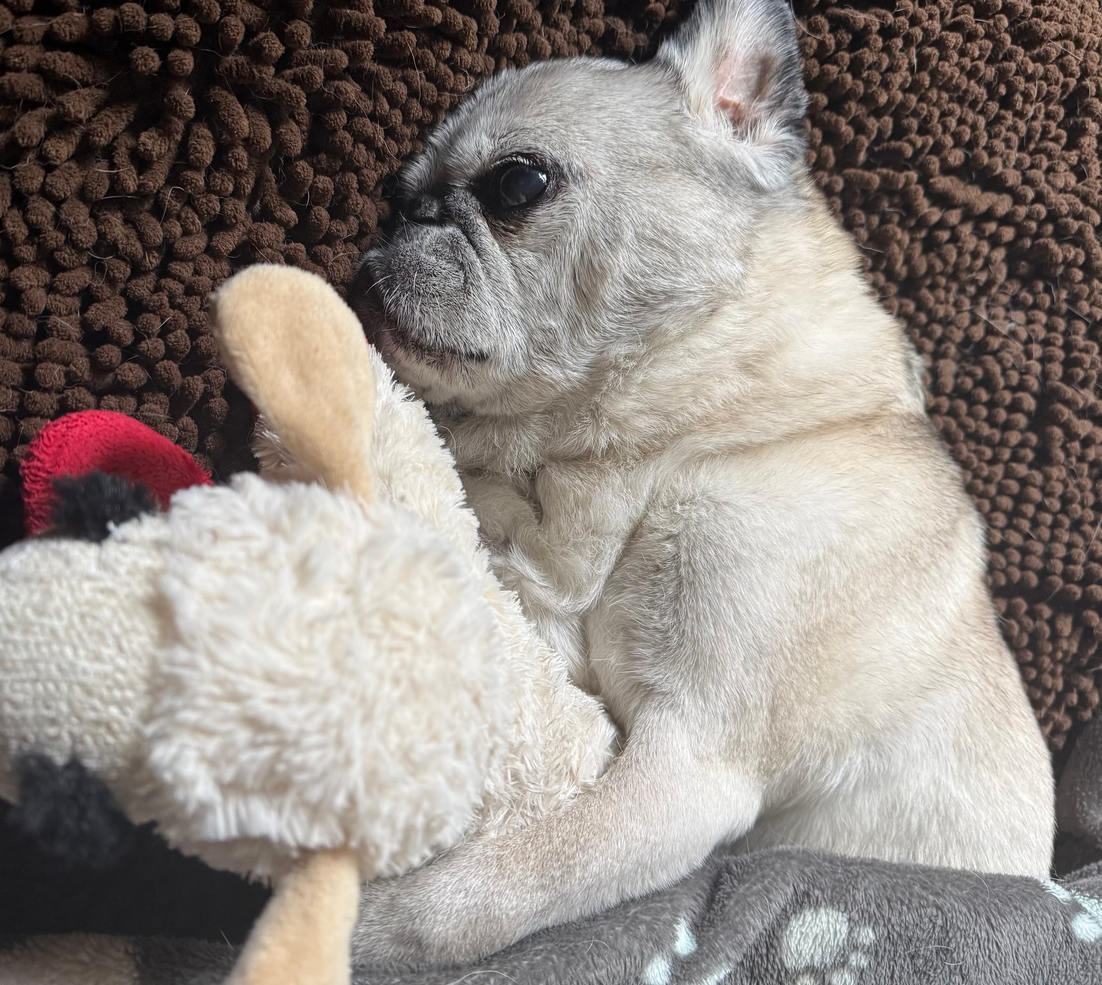 Memorial photo of Buster