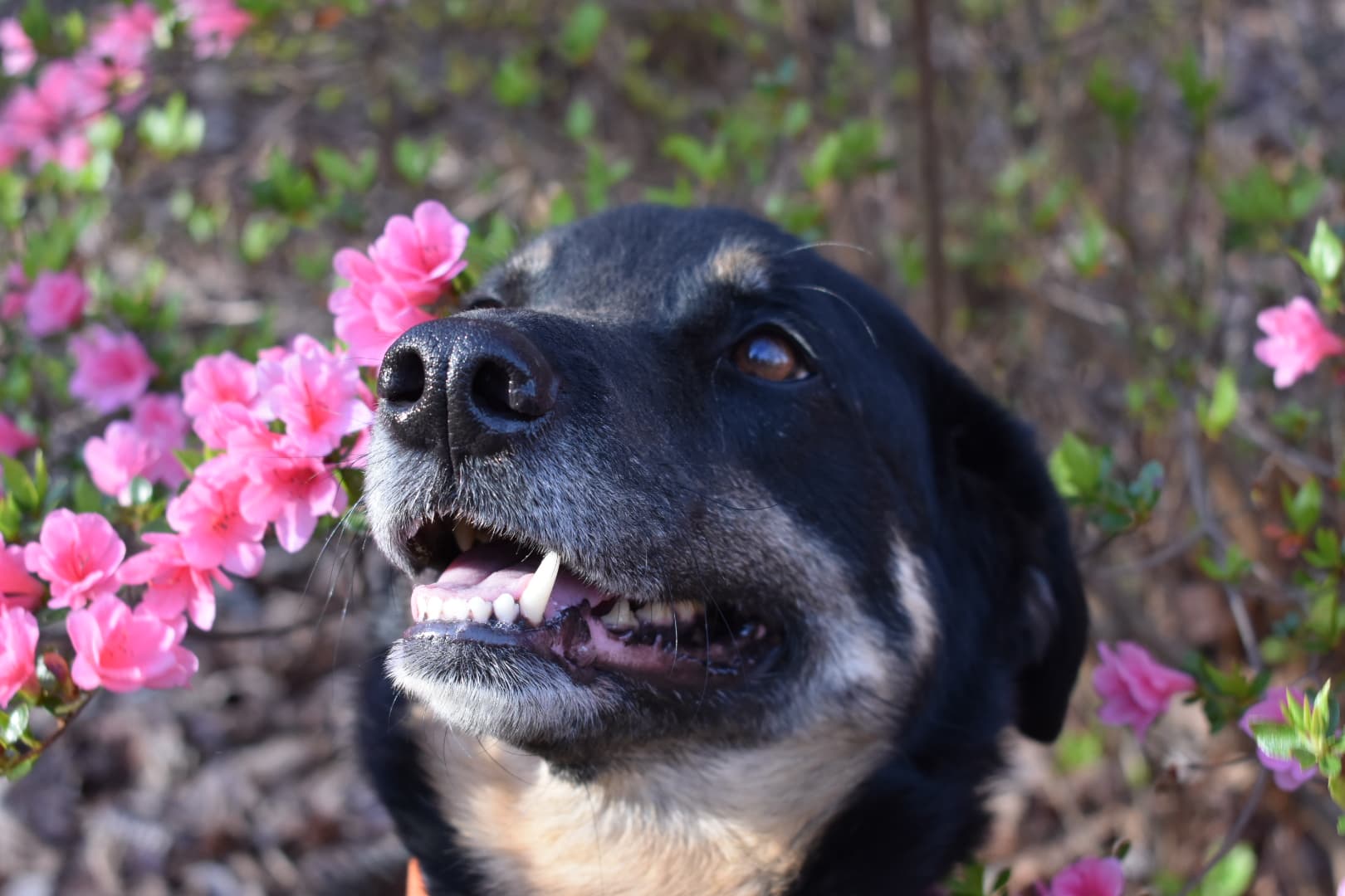 Memorial photo of Callie