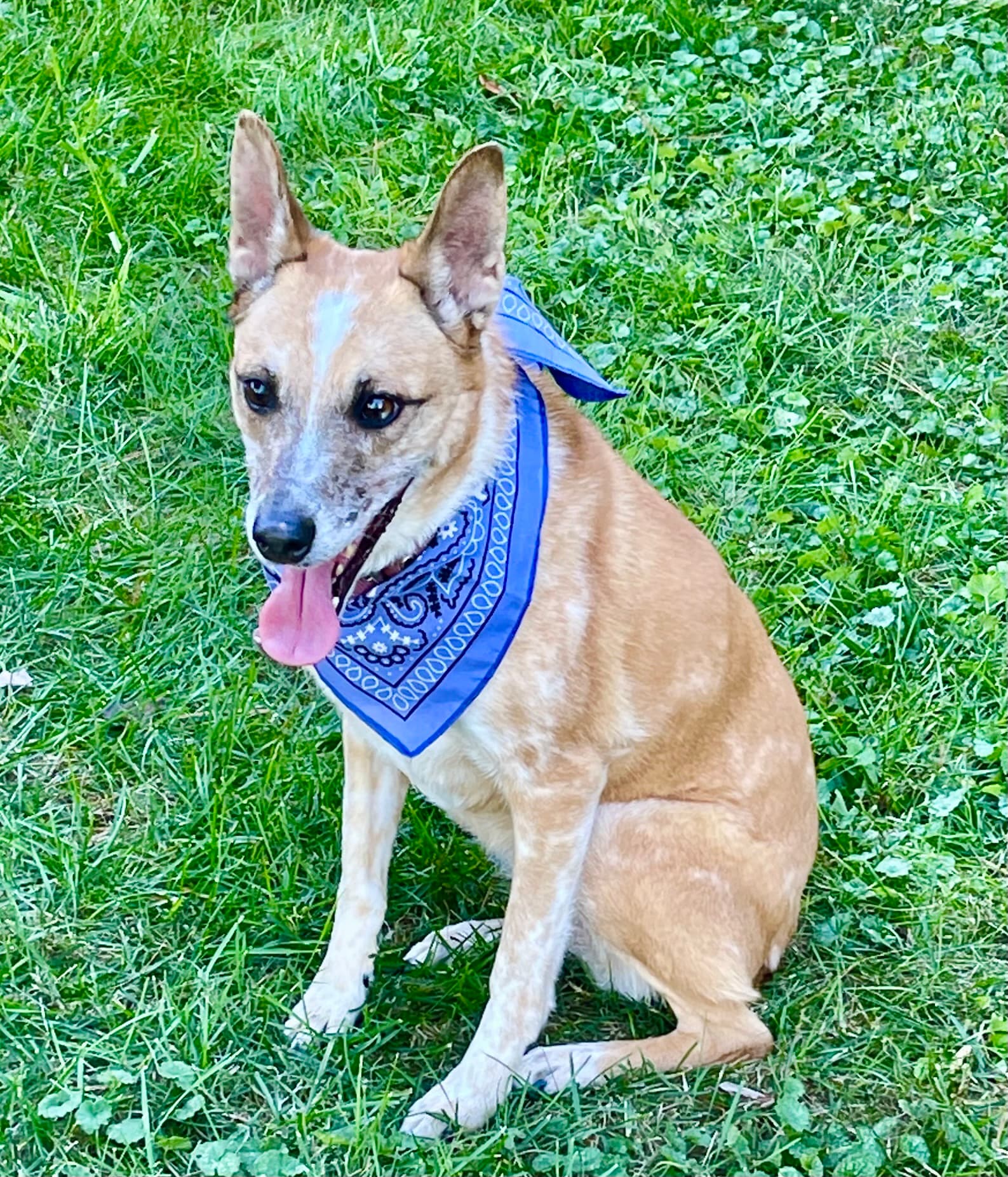 Memorial photo of Darcy