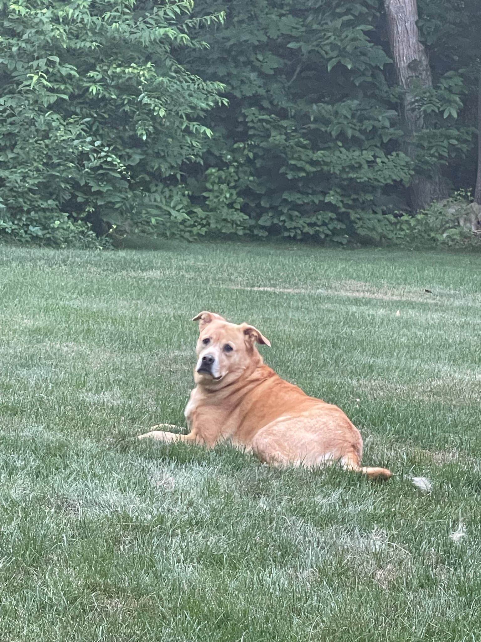 Memorial photo of Ollie