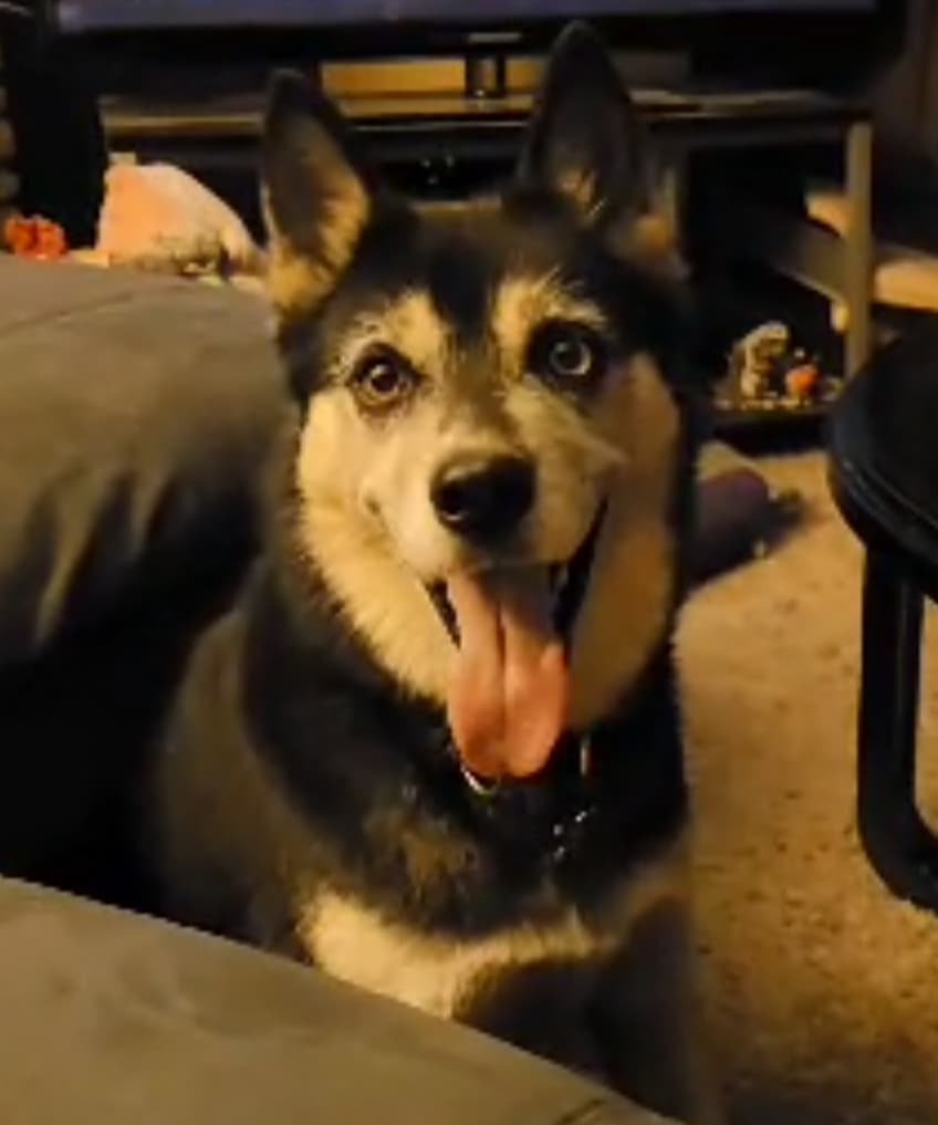 Memorial photo of Shadow