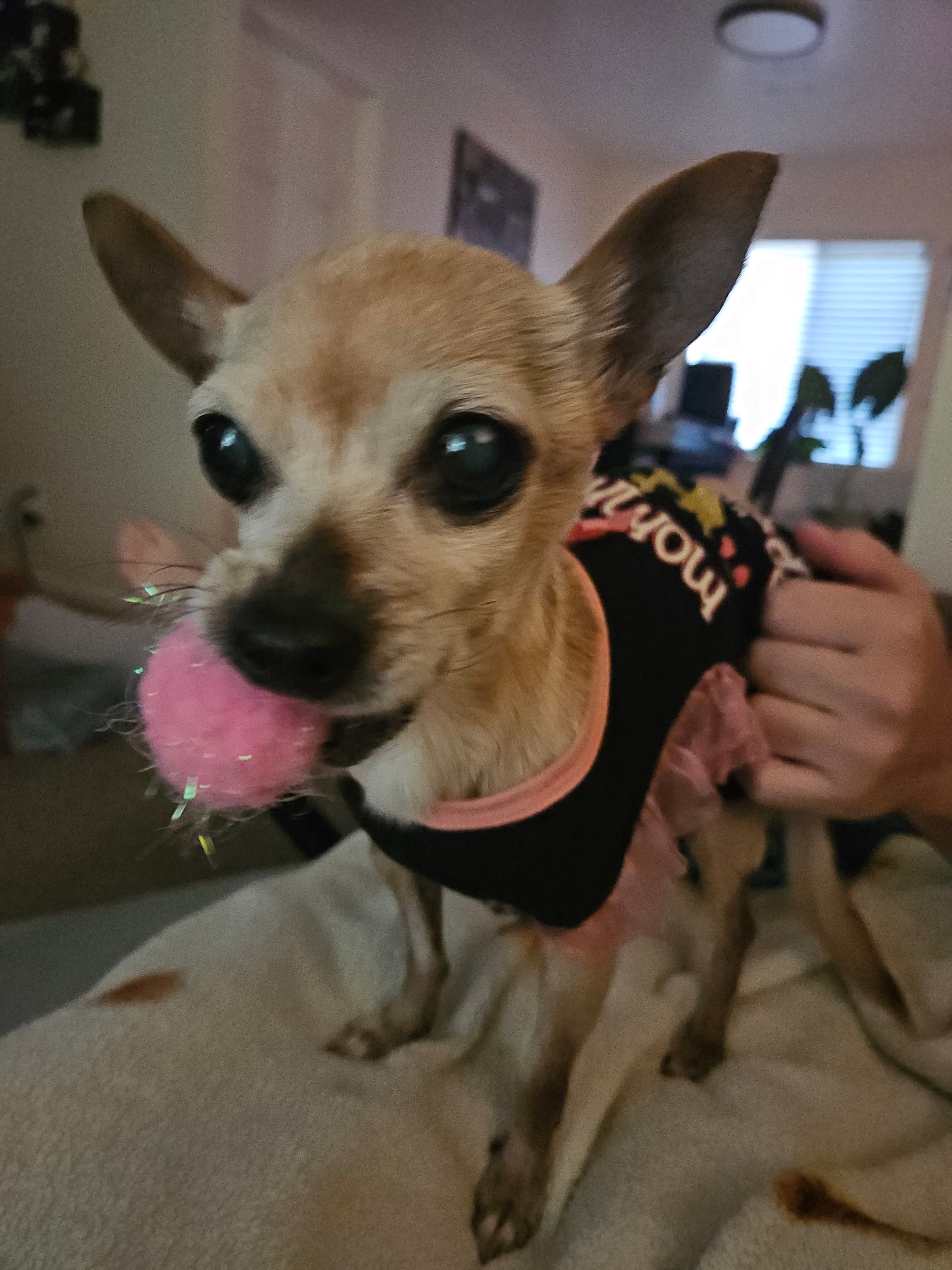 Memorial photo of Lela
