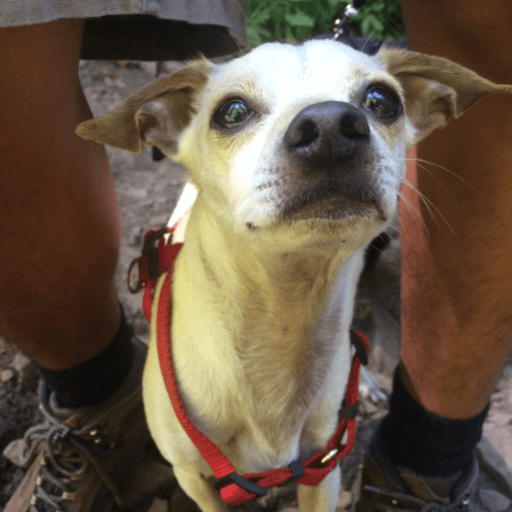 Memorial photo of Taquito
