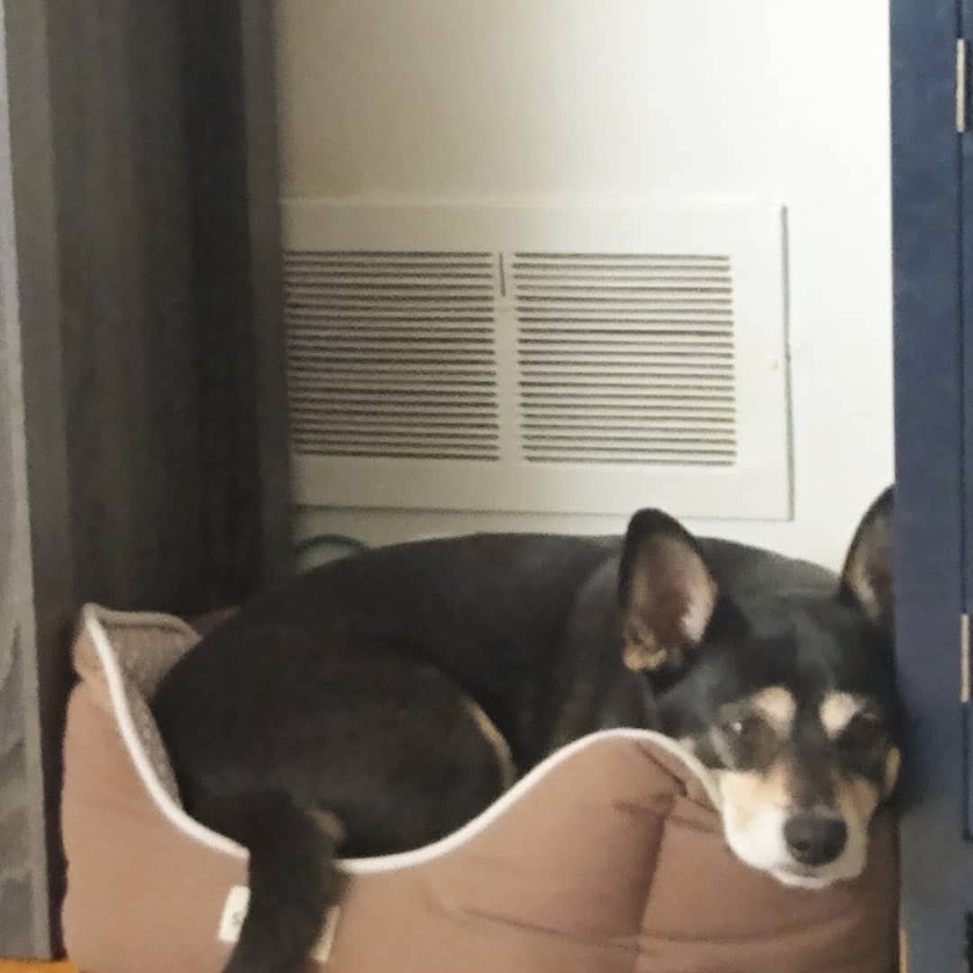 Memorial photo of Hercules