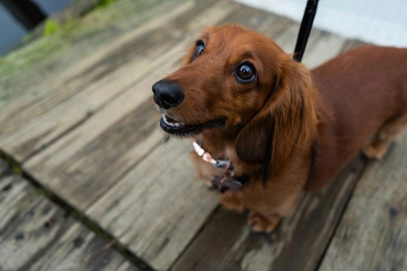 A Dachshund standing on a wooden deck and looking up.