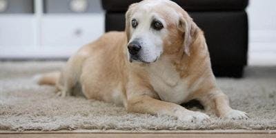 A dog is looking sad lying on a carpet.