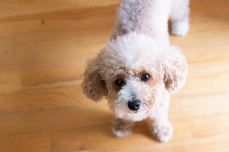 A Toy Poodle is standing on the floor and is looking up.