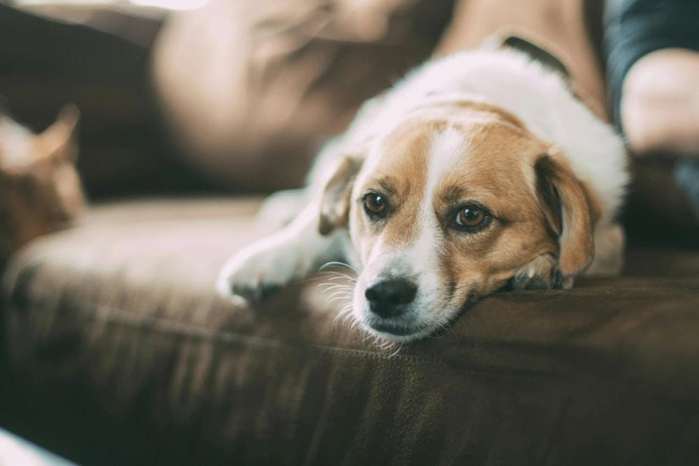 Cover Image for Comprehensive Guide to Understanding Cancer in Dogs