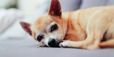 A small dog, lying on a comfy couch and looks sad.