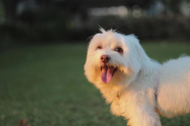 A Maltese standing on green grass and sticking its tongue out.