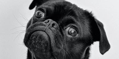 A black pug is looking up with a curious face.