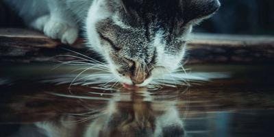 A cat drinking a water on the ground.
