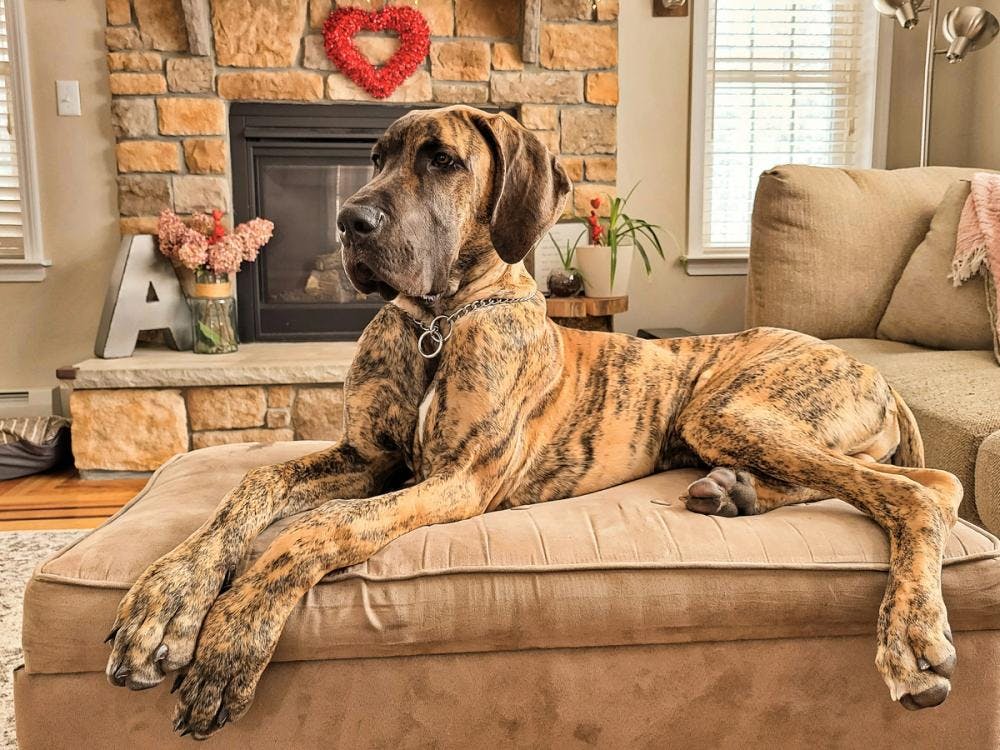 Cover Image for Understanding the Lifespan of Great Danes