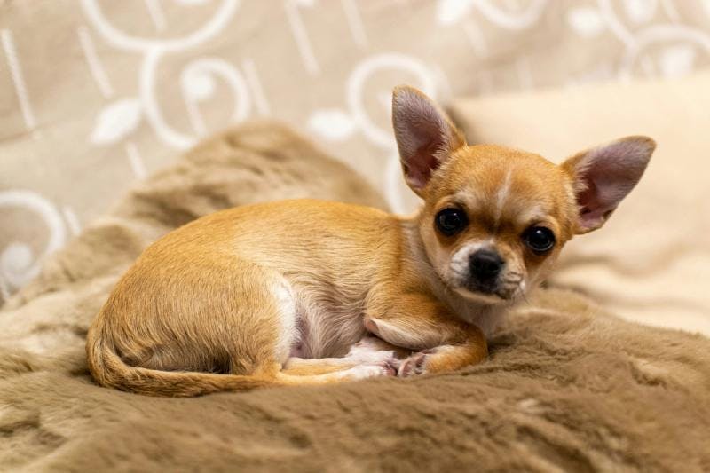 A Chihuahua resting on a blanket.