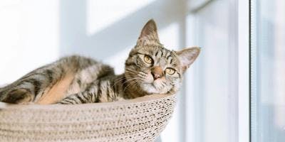 A cat at home is resting on its bed and starring at something outside.