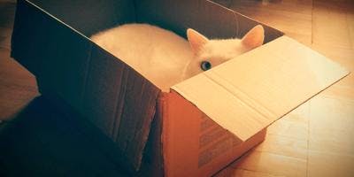 A cat is hiding on an open box.