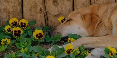 A dog is lying on the ground, surrounded by yellow flowers.