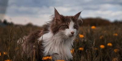 A cat standing on the ground surrounded by grass and flowers.