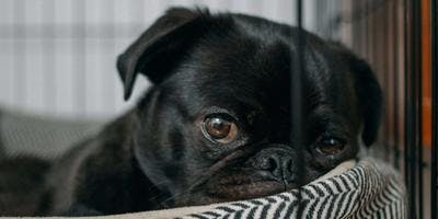 A pug, perched on a comfy pillow at home.