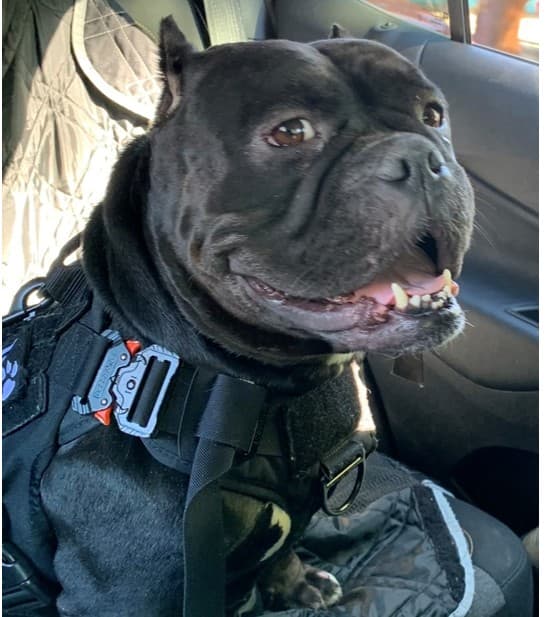 Memorial photo of Raven