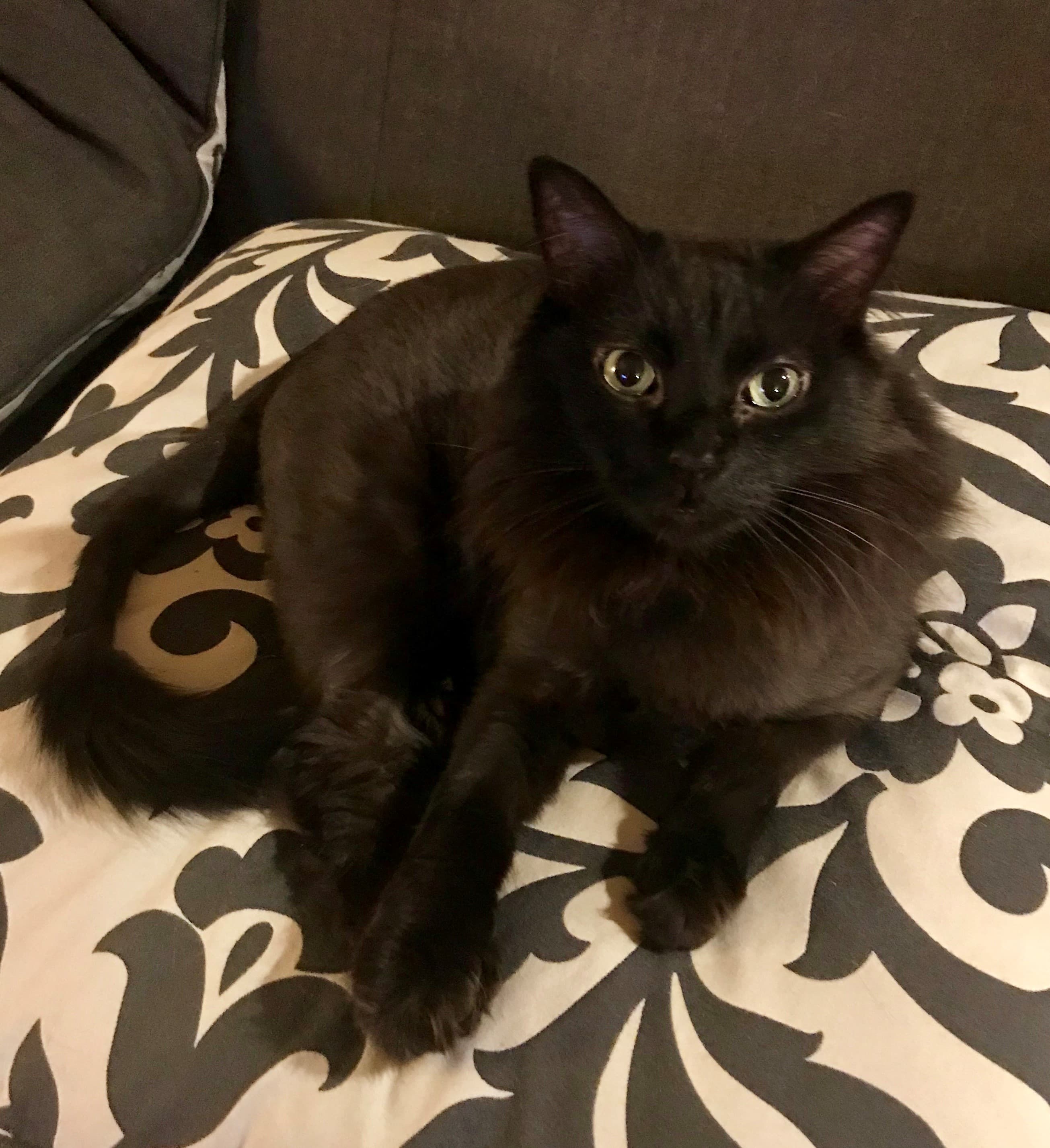 Memorial photo of Noodles