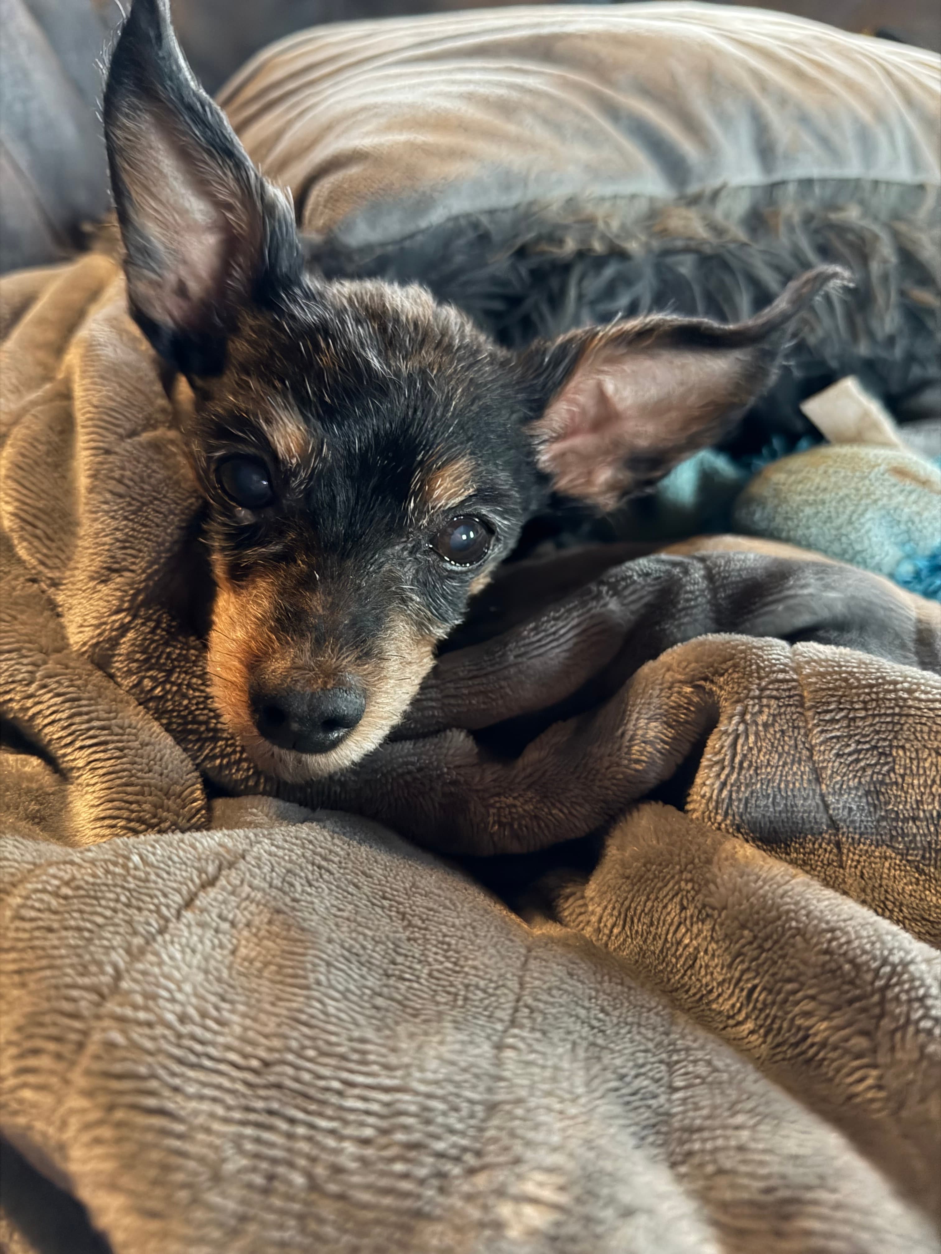 Memorial photo of Tilly