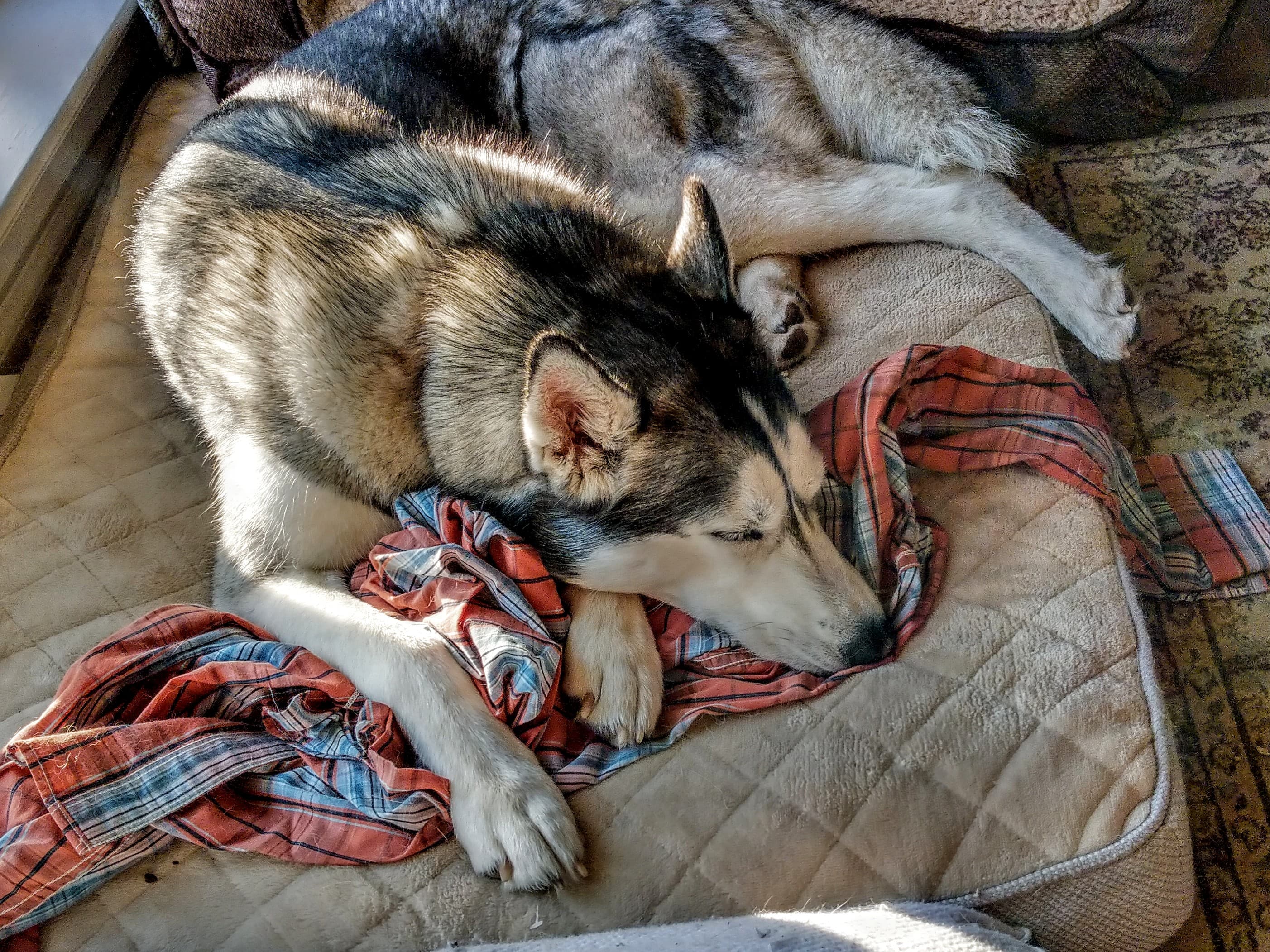 Memorial photo of Sophie