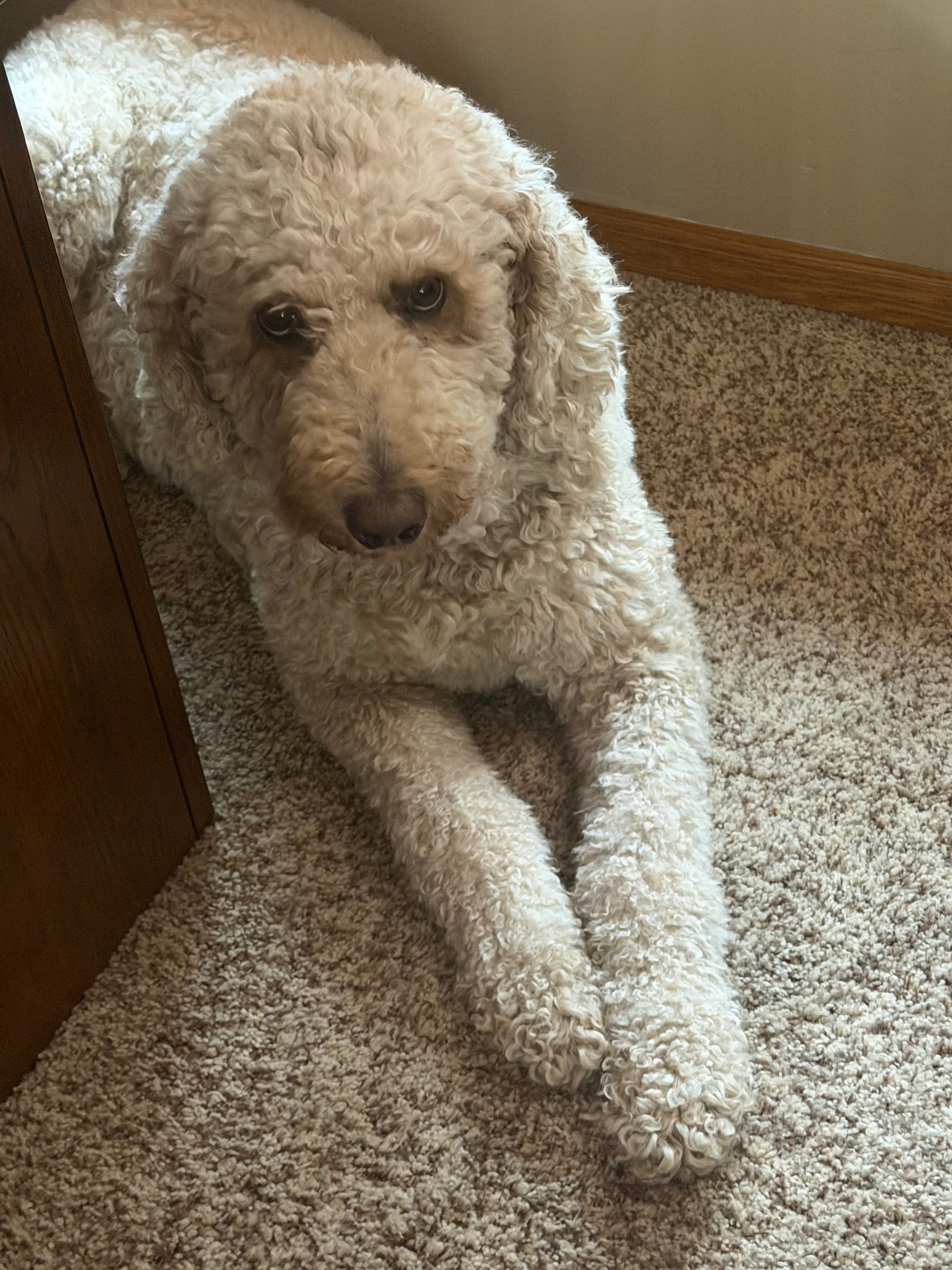 Memorial photo of Bella