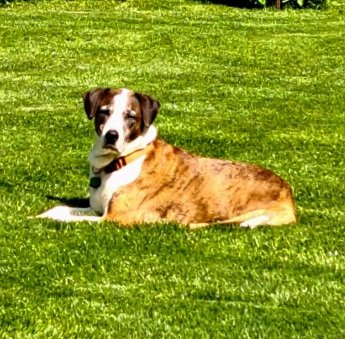 Memorial photo of Louie