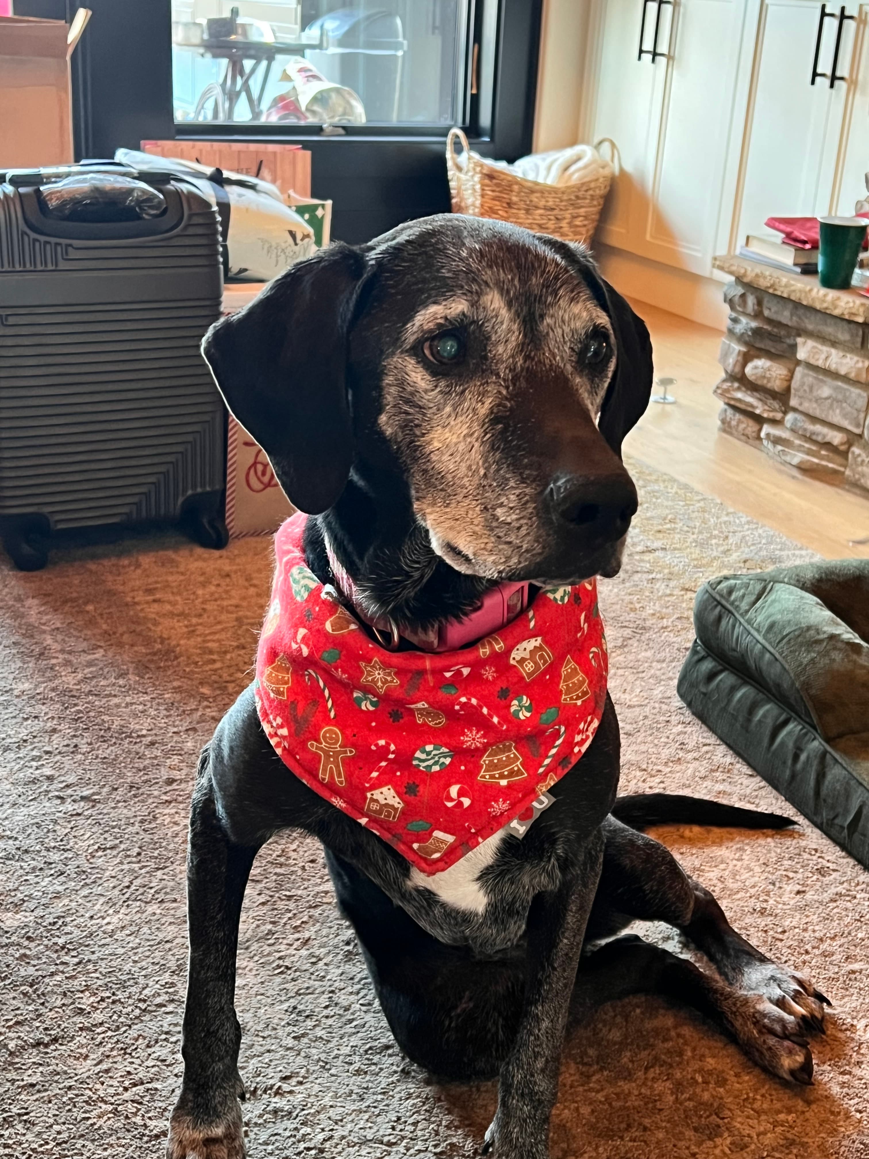 Memorial photo of Stella