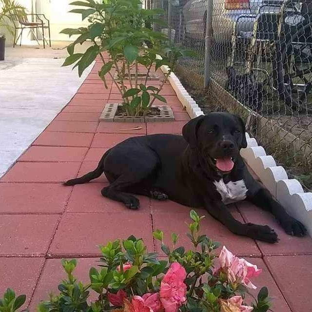Memorial photo of Buster