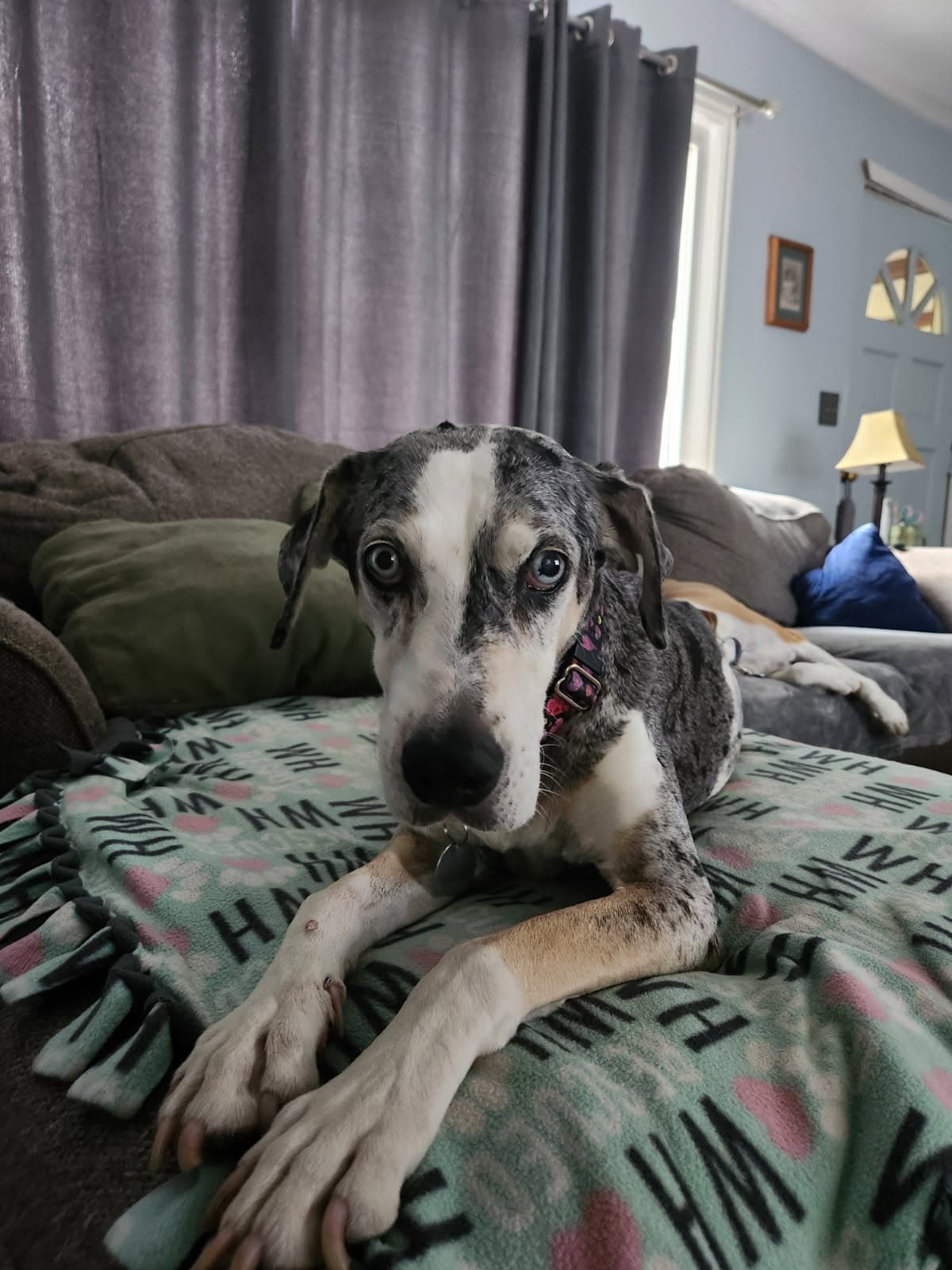 Memorial photo of Beloved Pet