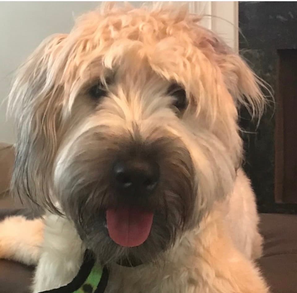 Memorial photo of Beloved Pet