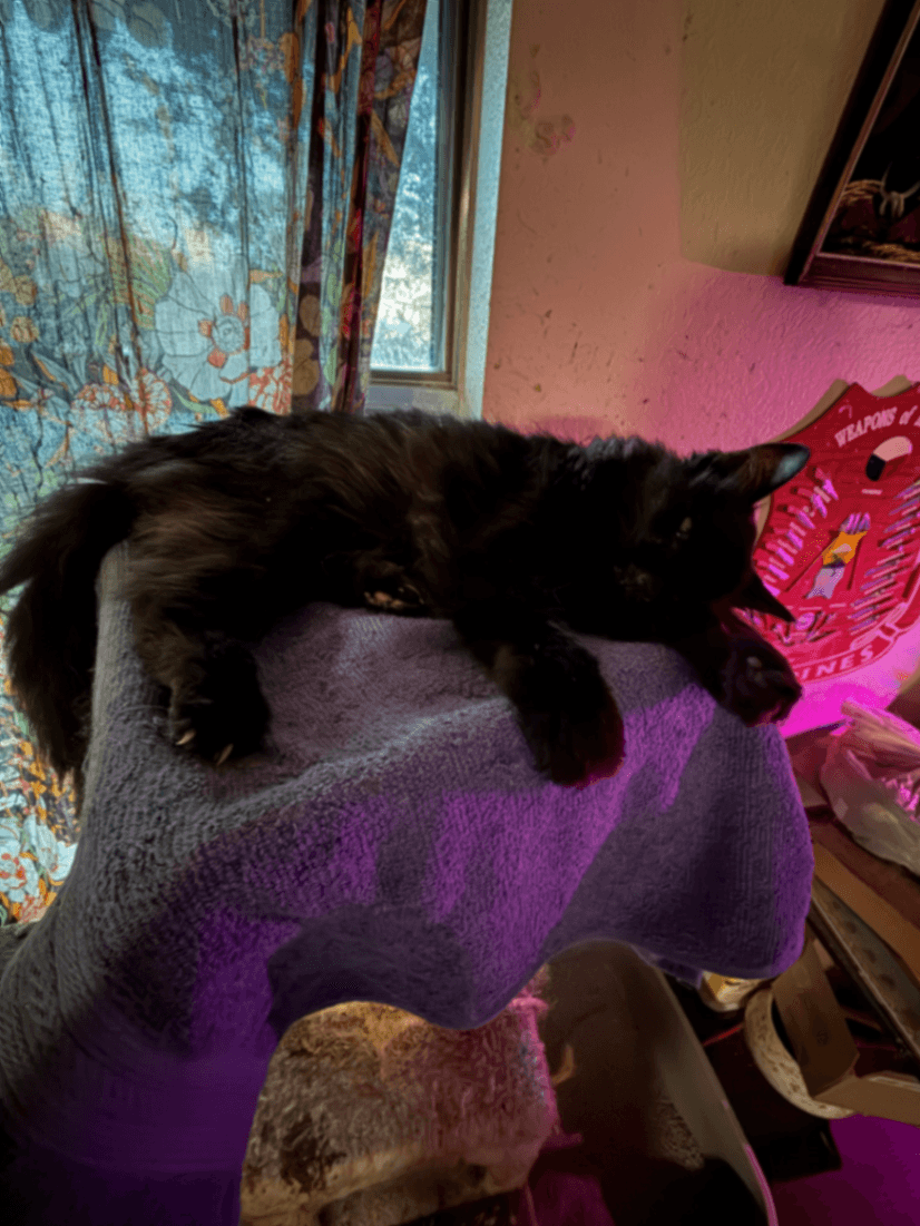 Memorial photo of Henrietta