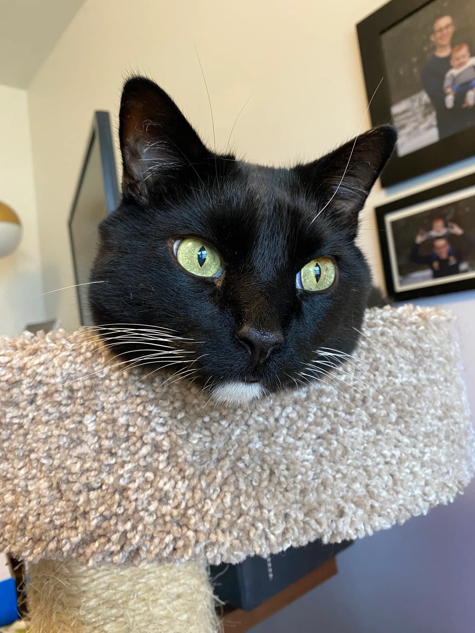 Memorial photo of Felix