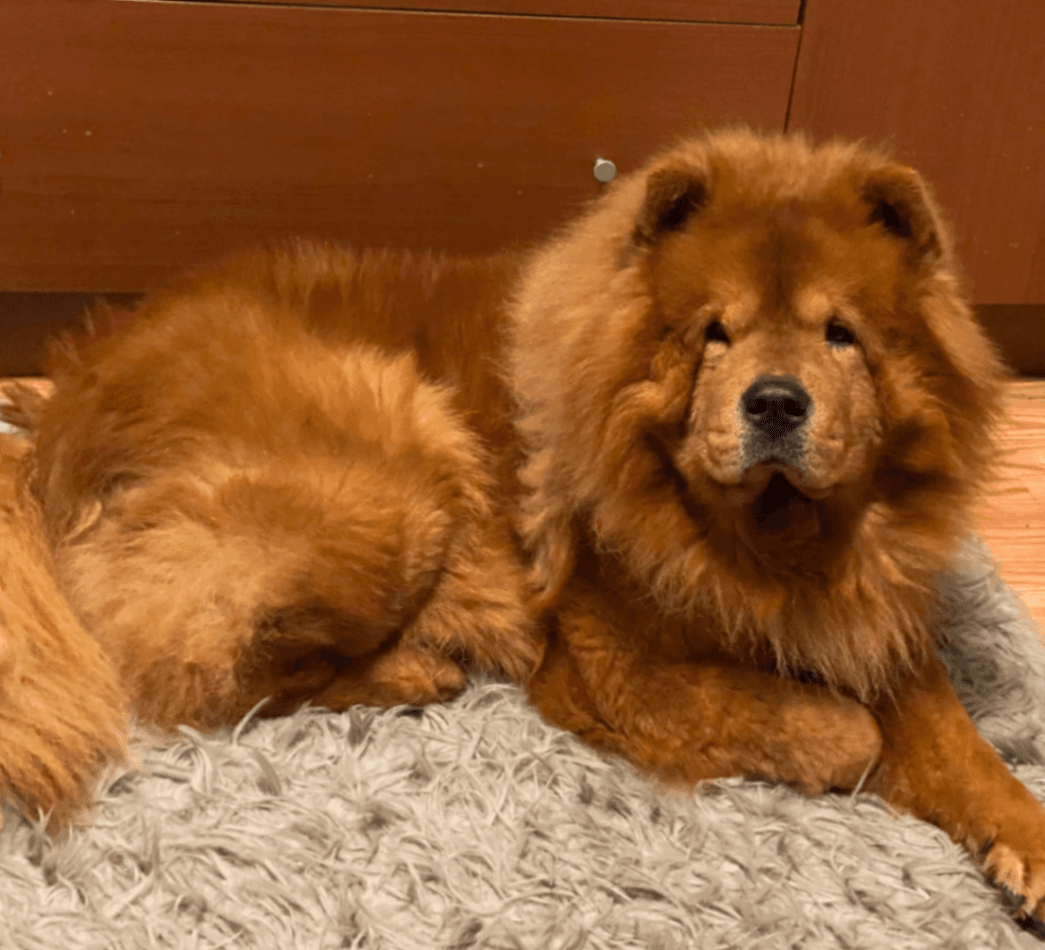 Memorial photo of Godzilla Max