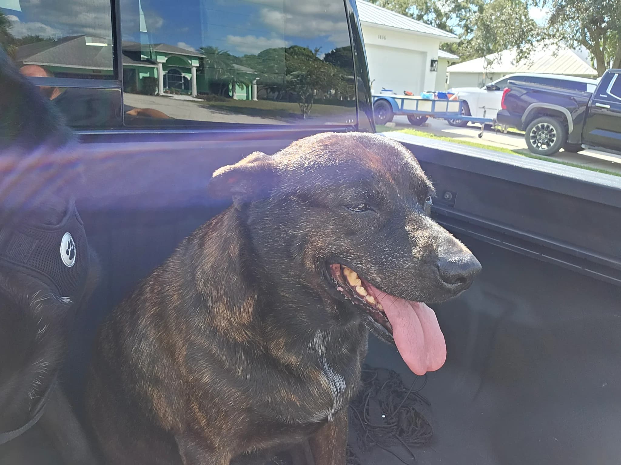Memorial photo of Beloved Pet